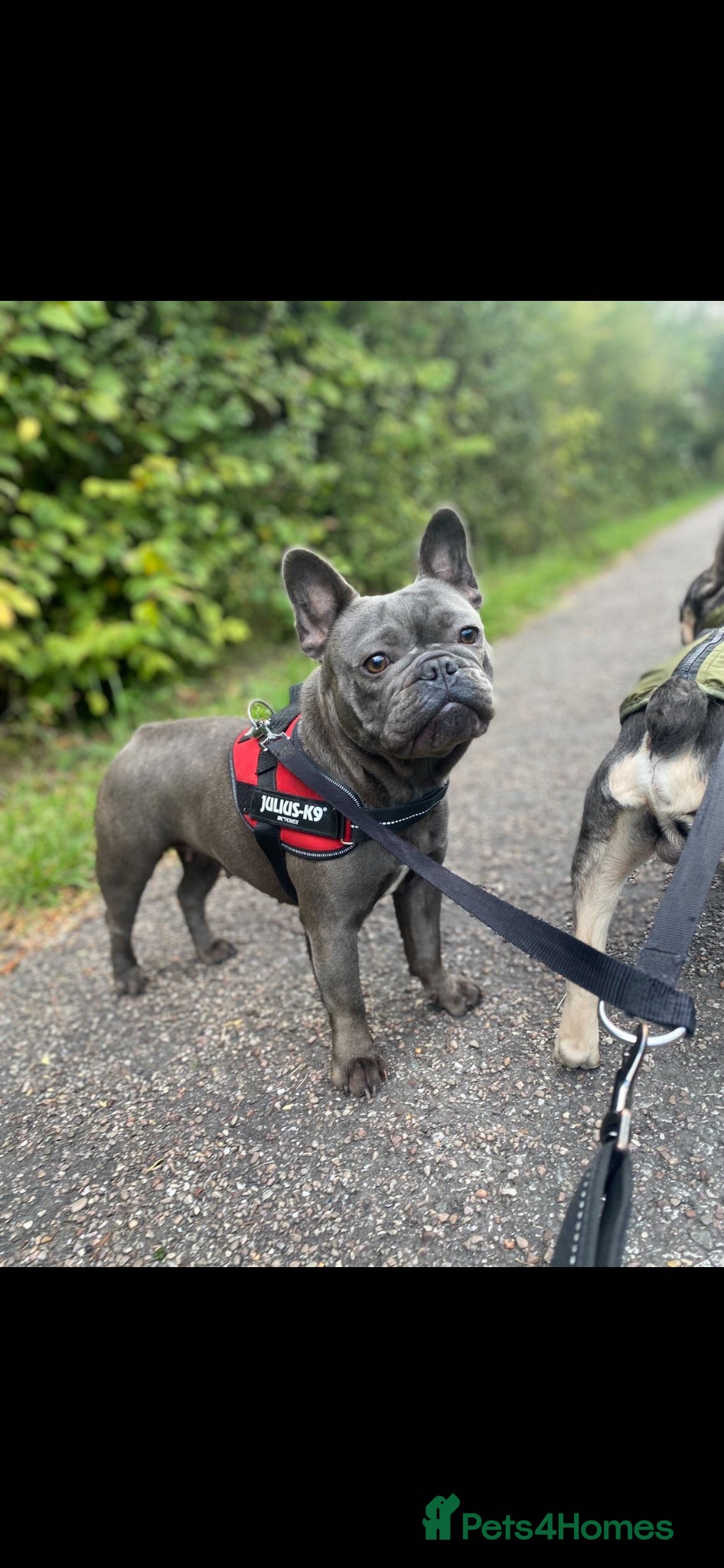French Bulldog dogs Blue French Bulldogs - Advert 3