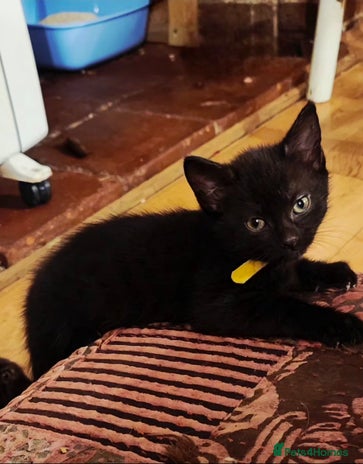 Mixed Breed cats - Advert 9