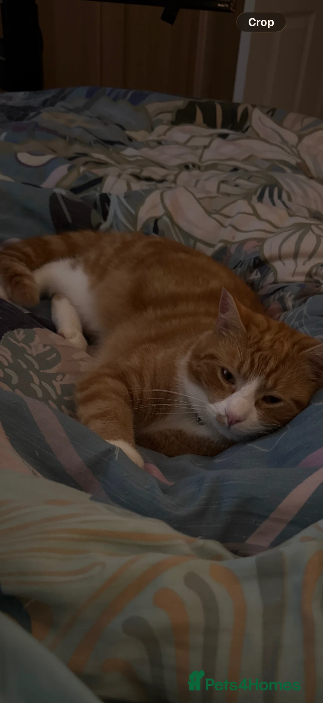 Mixed Breed cats for sale: Sadly having to rehome these 2 beautiful gingers - Advert 3