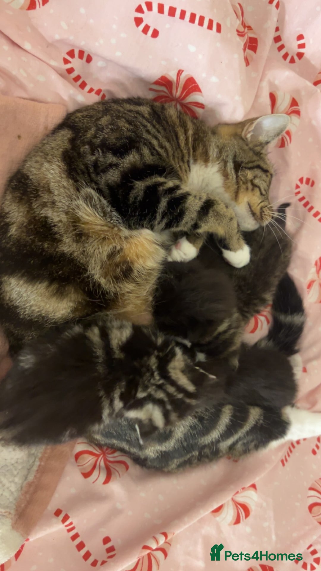 Bengal cats for sale: Bengal mixed fur babies - Advert 7