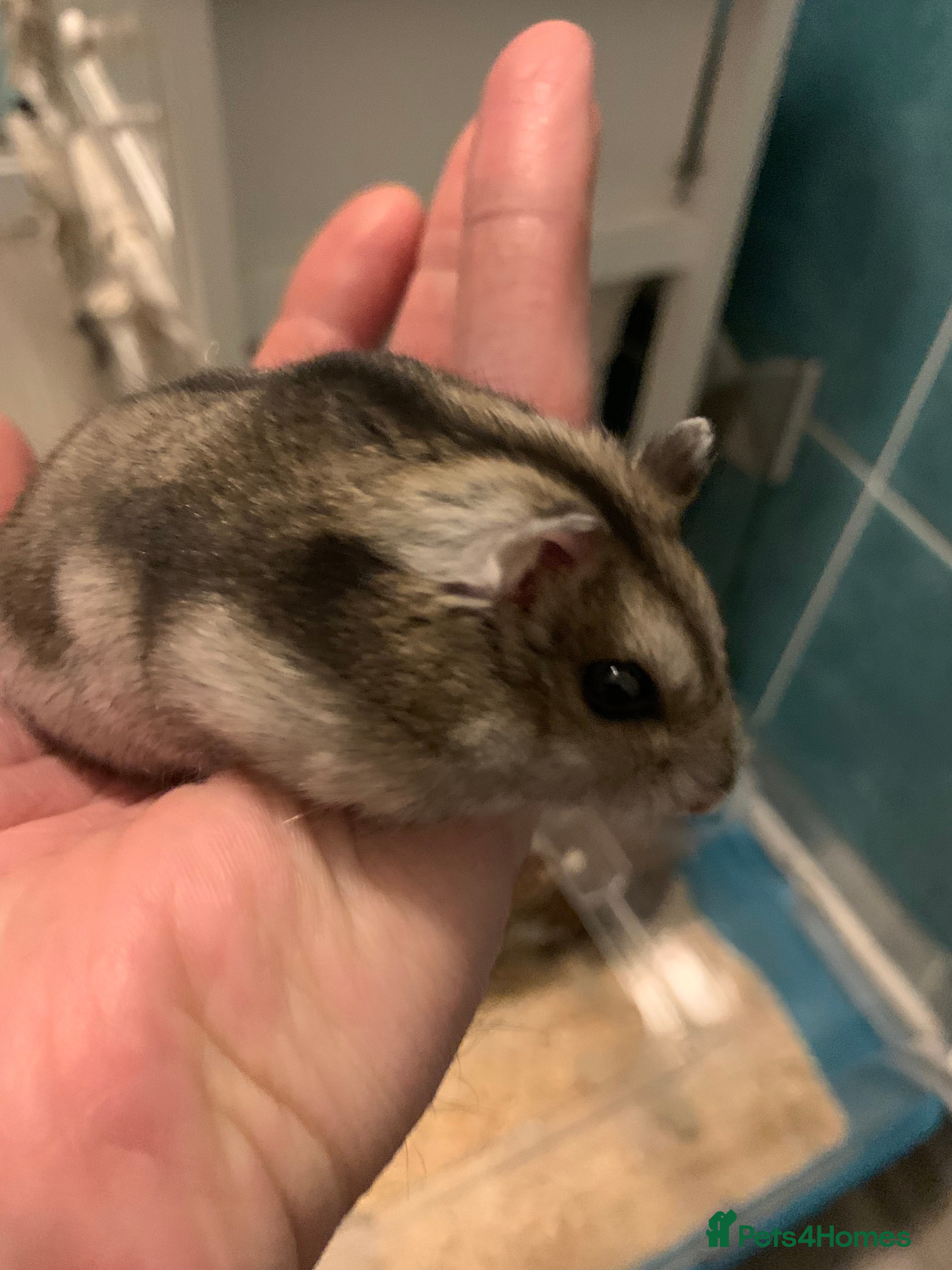 Hamster rodents Russian Dwarf Hamster with Cage & Accessories - Advert 1