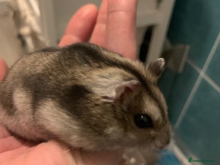 Hamster rodents Russian Dwarf Hamster with Cage & Accessories - Advert 1