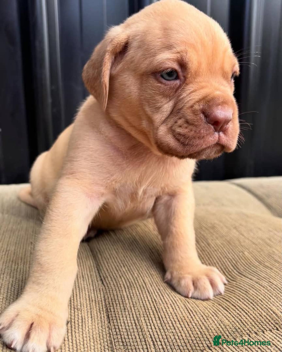 Dogue De Bordeaux dogs for sale: Majestic Dogue de Bordeaux Puppies for Rehom🐾👑 - Advert 14