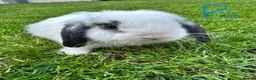 Mini Lop rabbits for sale: Mini Lop Rabbits For Sale  - Advert 27