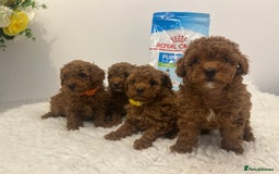 Toy Poodle dogs for sale: Kc registered,  fox red (Tiny) Toy poodles  - Image 2