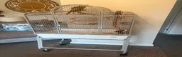 Conures birds for sale: Green Cheek Conure in Hayling Island - Advert 2