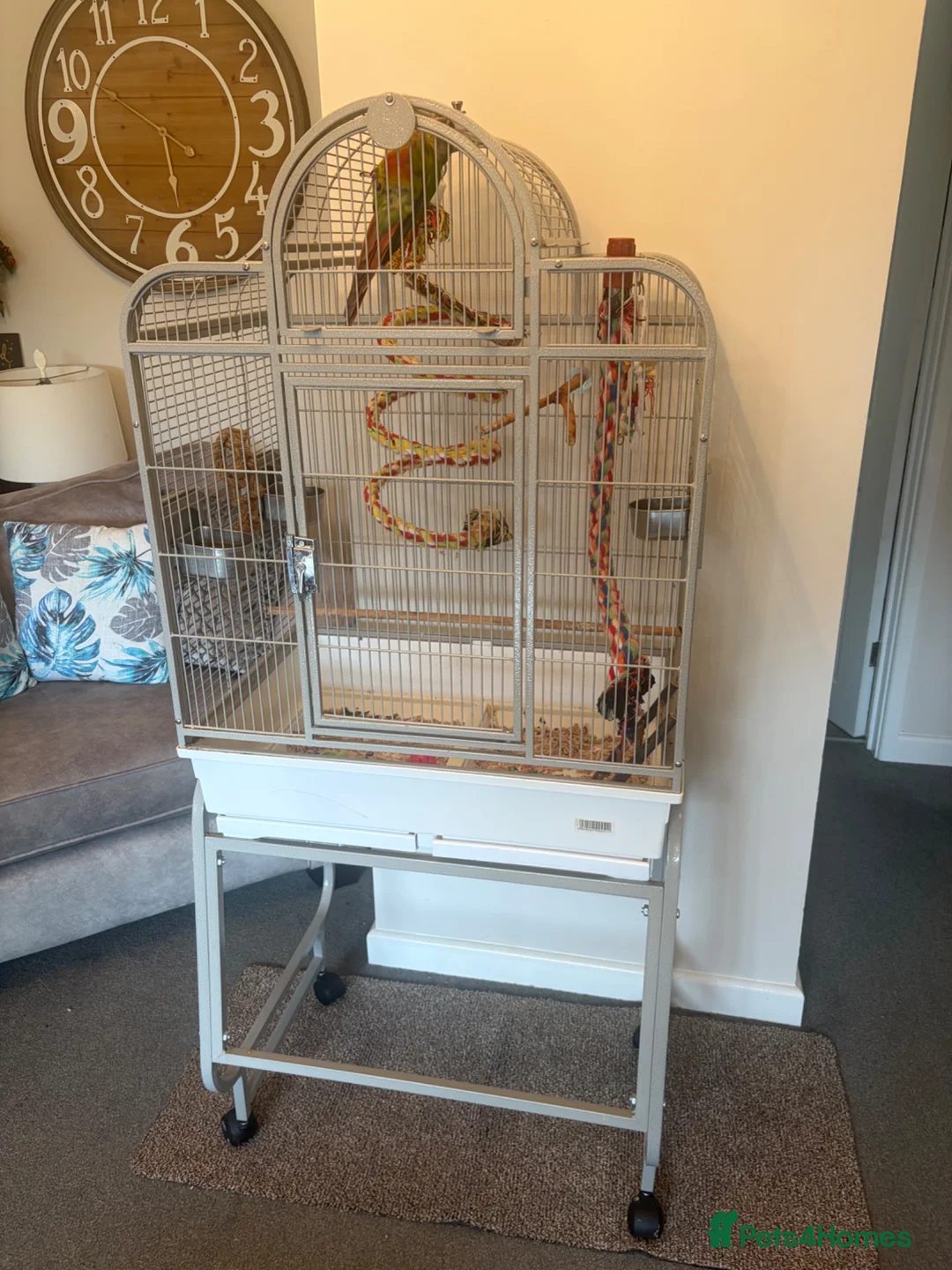 Conures birds for sale: Green Cheek Conure in Hayling Island - Advert 2