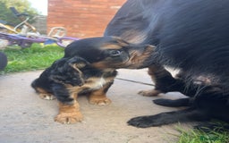 Cocker Spaniel dogs for sale: Pedigree working cocker spaniels - Image 1