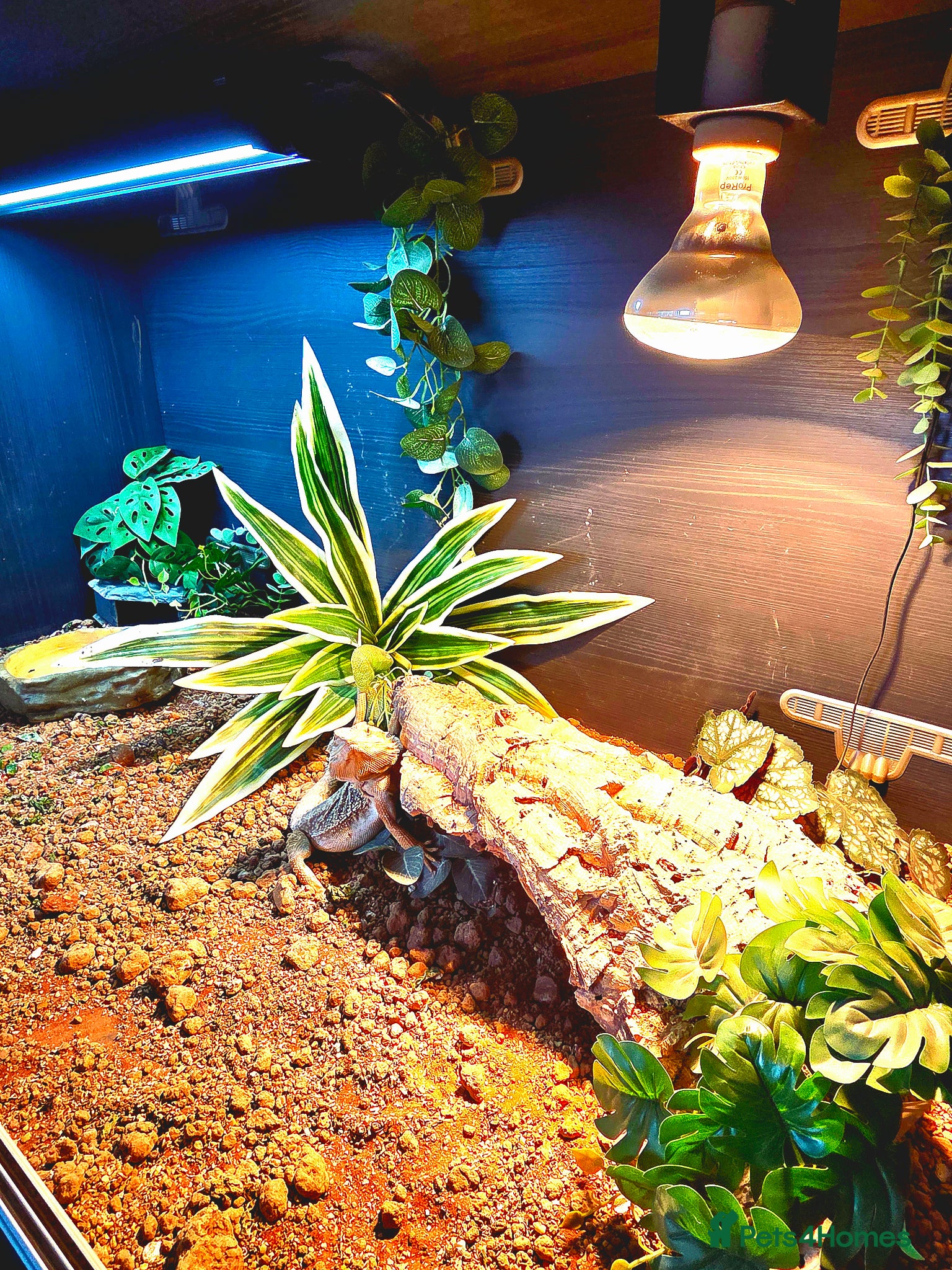 Dragon reptiles for sale: Bearded dragon full setup  - Advert 3