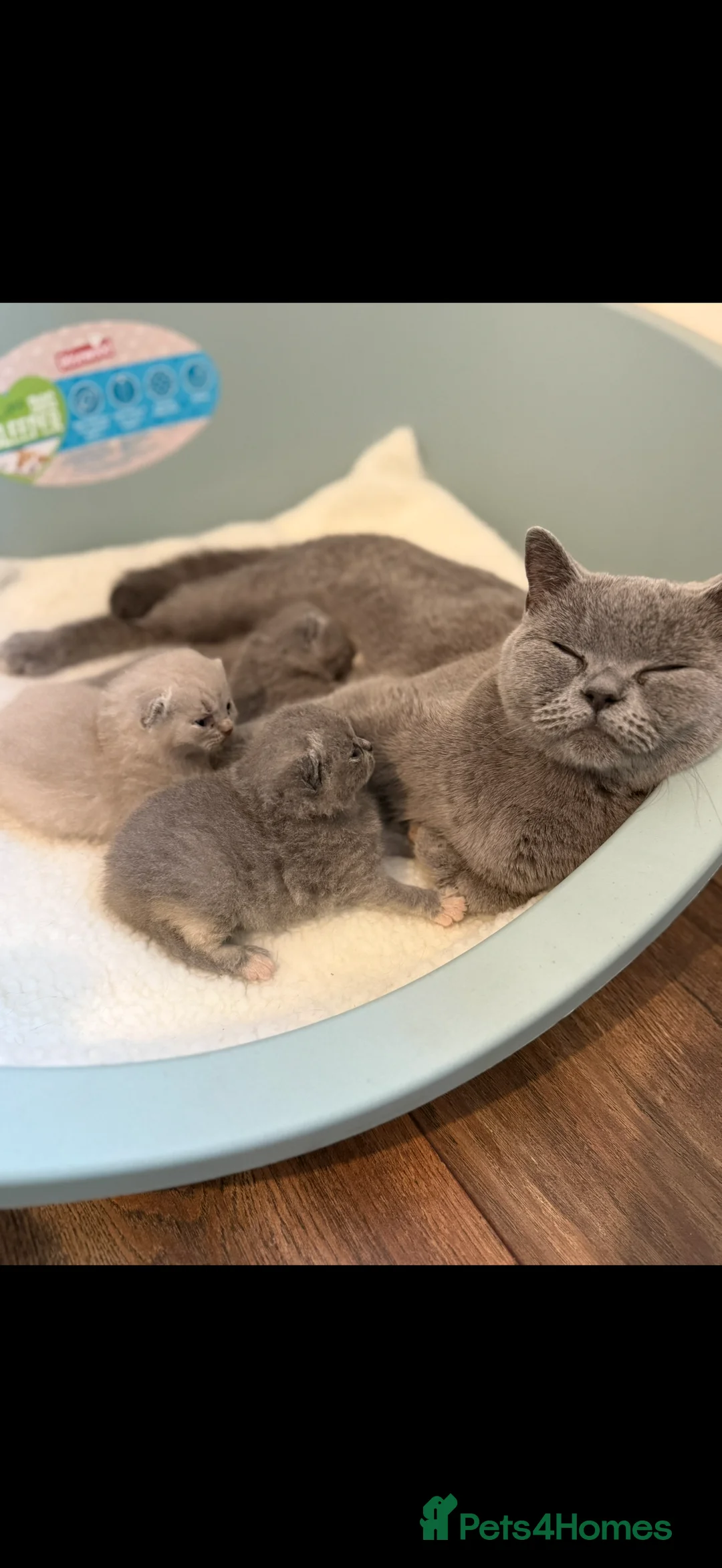 British Shorthair cats for sale: Blue Cream BSH Girl Available 🩷 - Advert 9