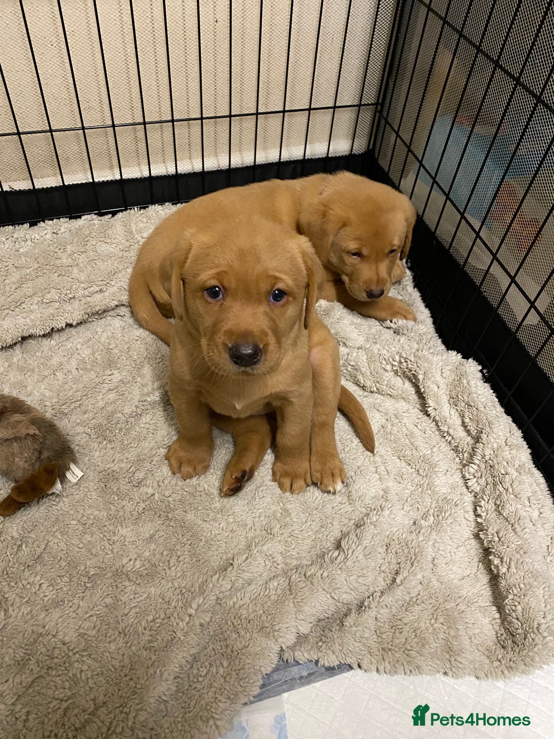 Labrador Retriever dogs for sale: Chuncky Labrador puppies - Advert 9