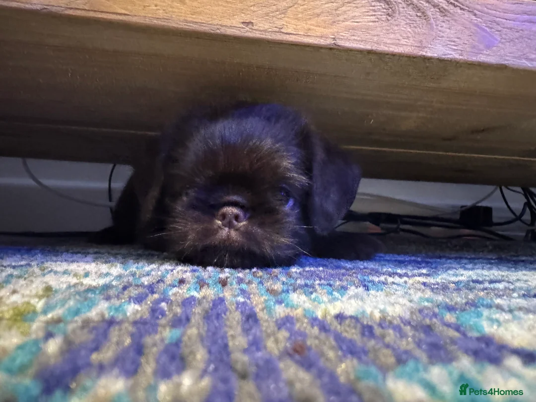 Griffon Bruxellois dogs for sale: Gorgeous Griffon Puppies  - Advert 8