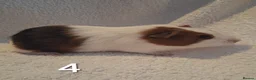 Guinea Pig rodents for sale: Beautiful Baby guineas ready now ♥️ - Advert 4