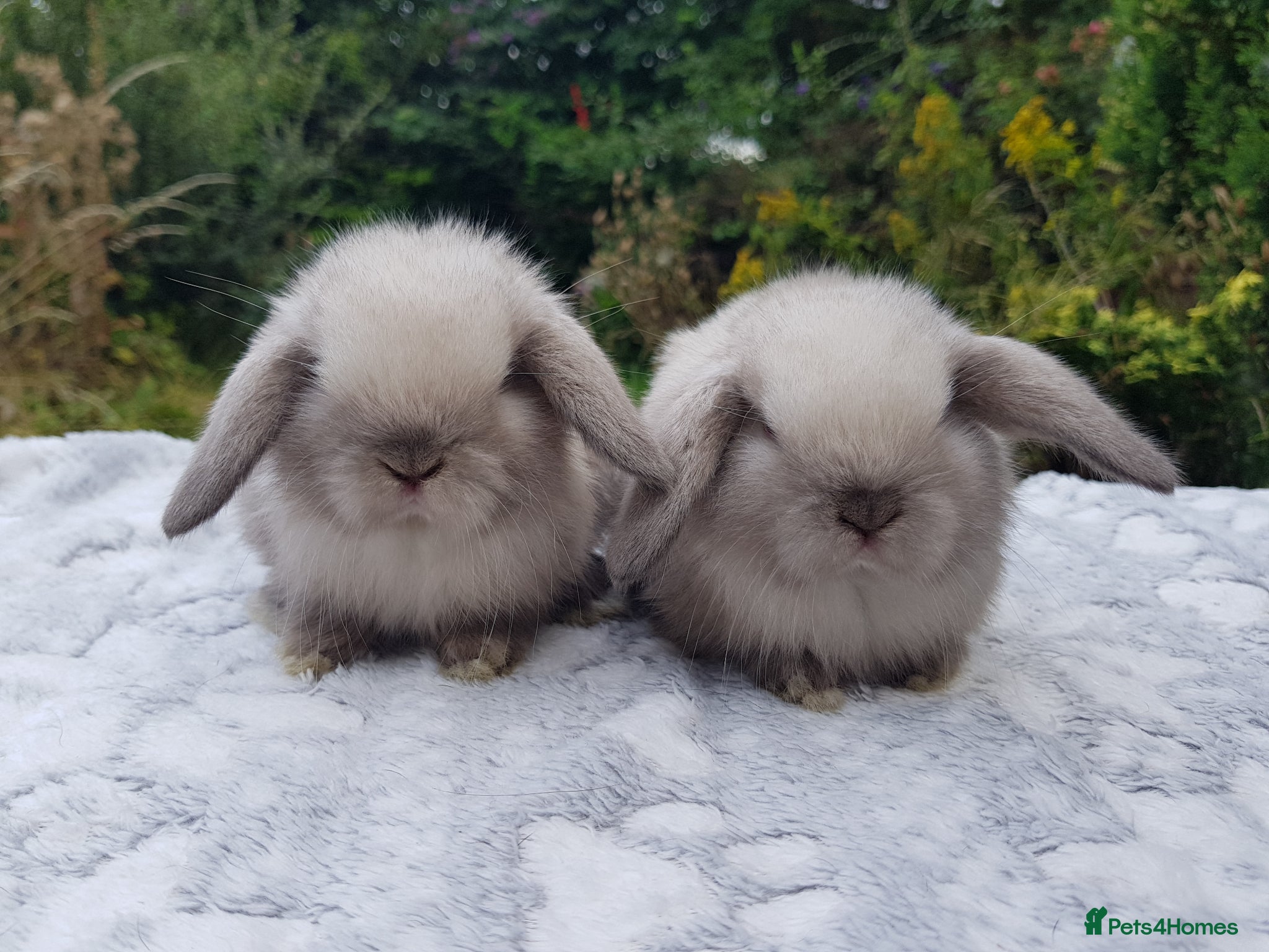 Mini Lop rabbits Beautiful pedigree Mini Lops  - Advert 4