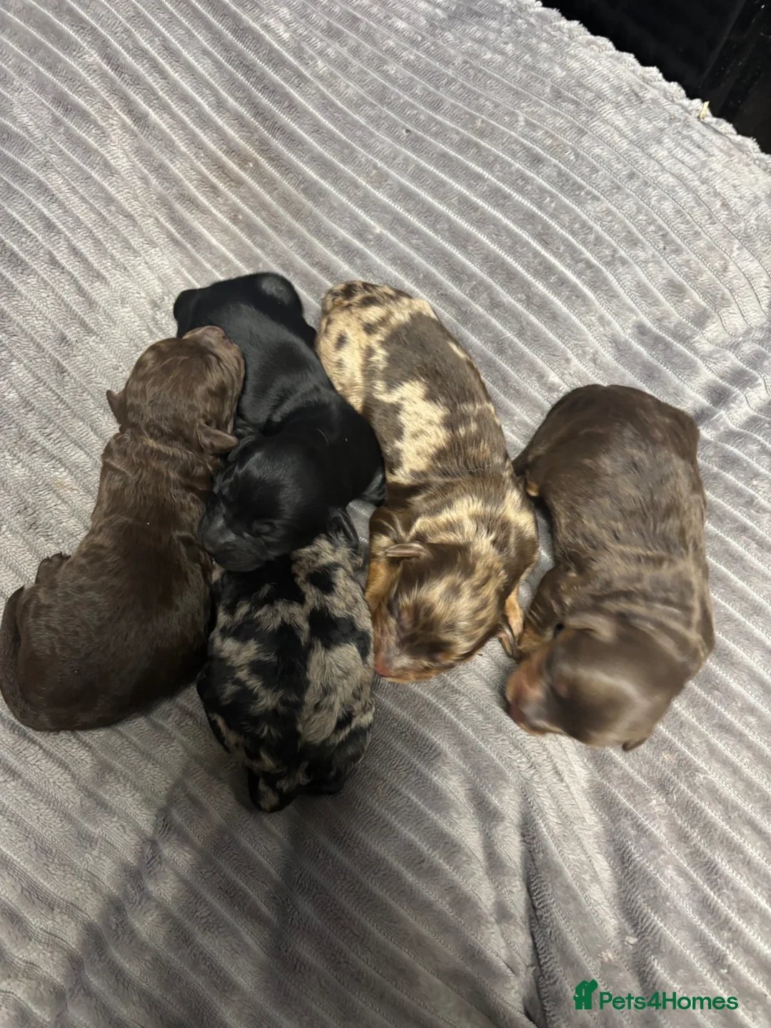 Cockapoo dogs for sale: Toy Cockapoo puppies girls and boys  - Advert 4