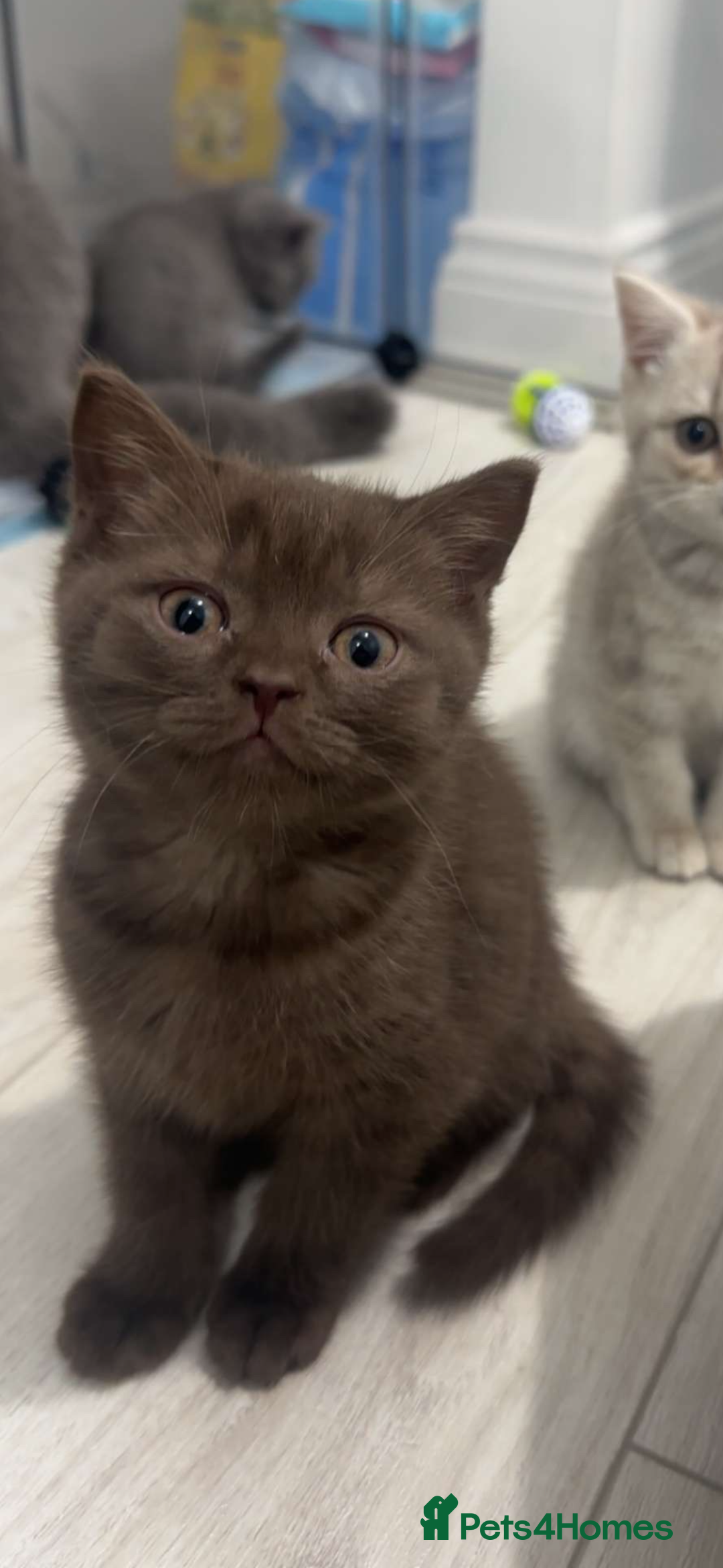 Scottish Fold cats for sale: British shorthair x Scottish fold kittens - Advert 16