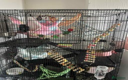 Rat rodents for sale: 2 female rats - Image 1