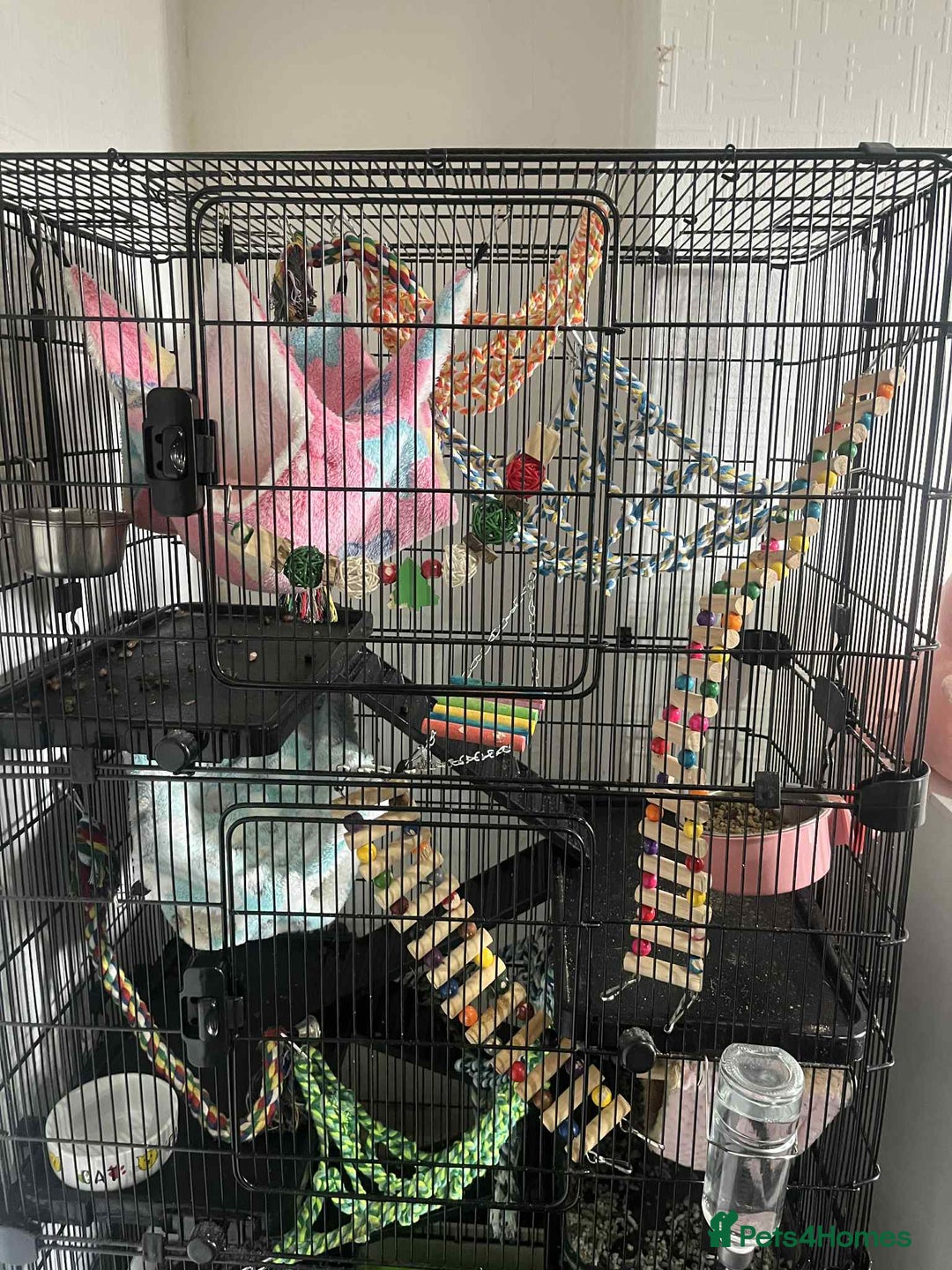 Rat rodents for sale: 2 female rats - Image 1