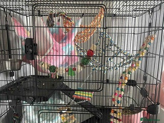 Rat rodents - Advert 1