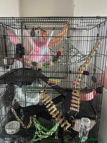 Rat rodents - Advert 2