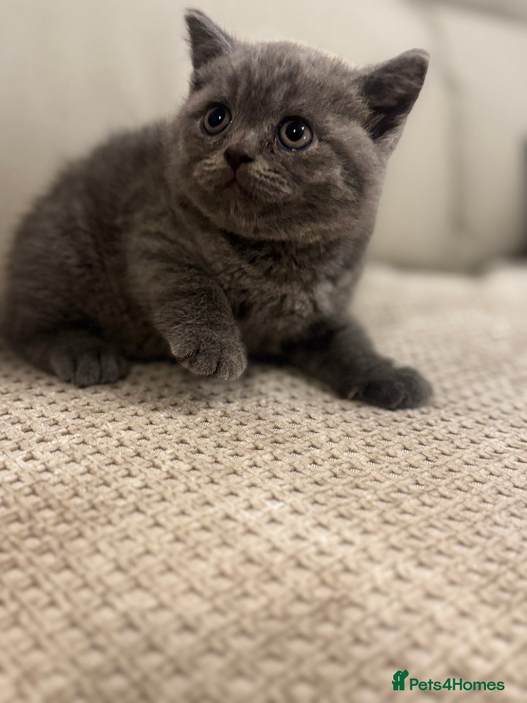 British Shorthair cats for sale: British short hair kittens - Advert 19