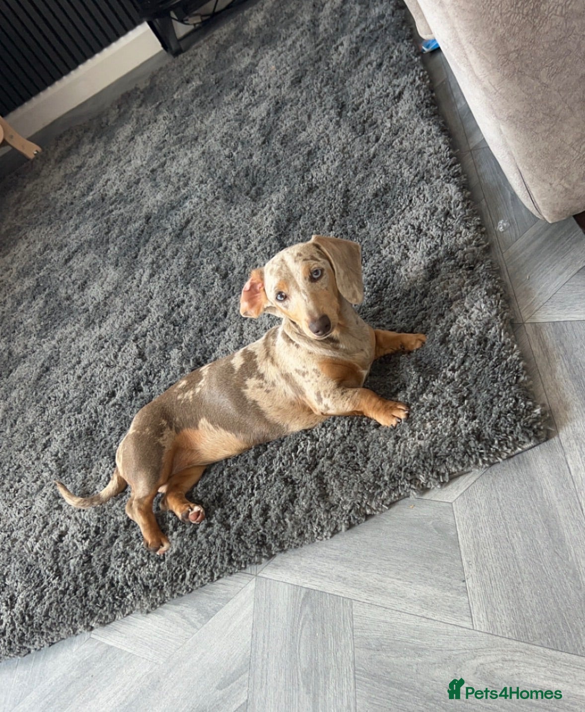 Dachshund dogs Beautiful dashound puppy’s  - Advert 1