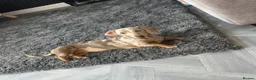 Dachshund dogs for sale: Beautiful dashound puppy’s  in Walsall - Advert 1