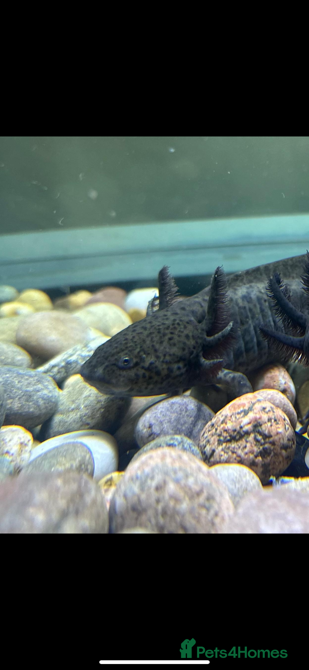 Other/Mixed Breed fish for sale: Axolotl - Advert 2