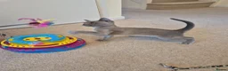 Burmese cats for sale: Gorgeous Blue Male Burmese Kitten - Advert 4