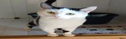 Mixed Breed cats for adoption: BUDDY - Advert 2