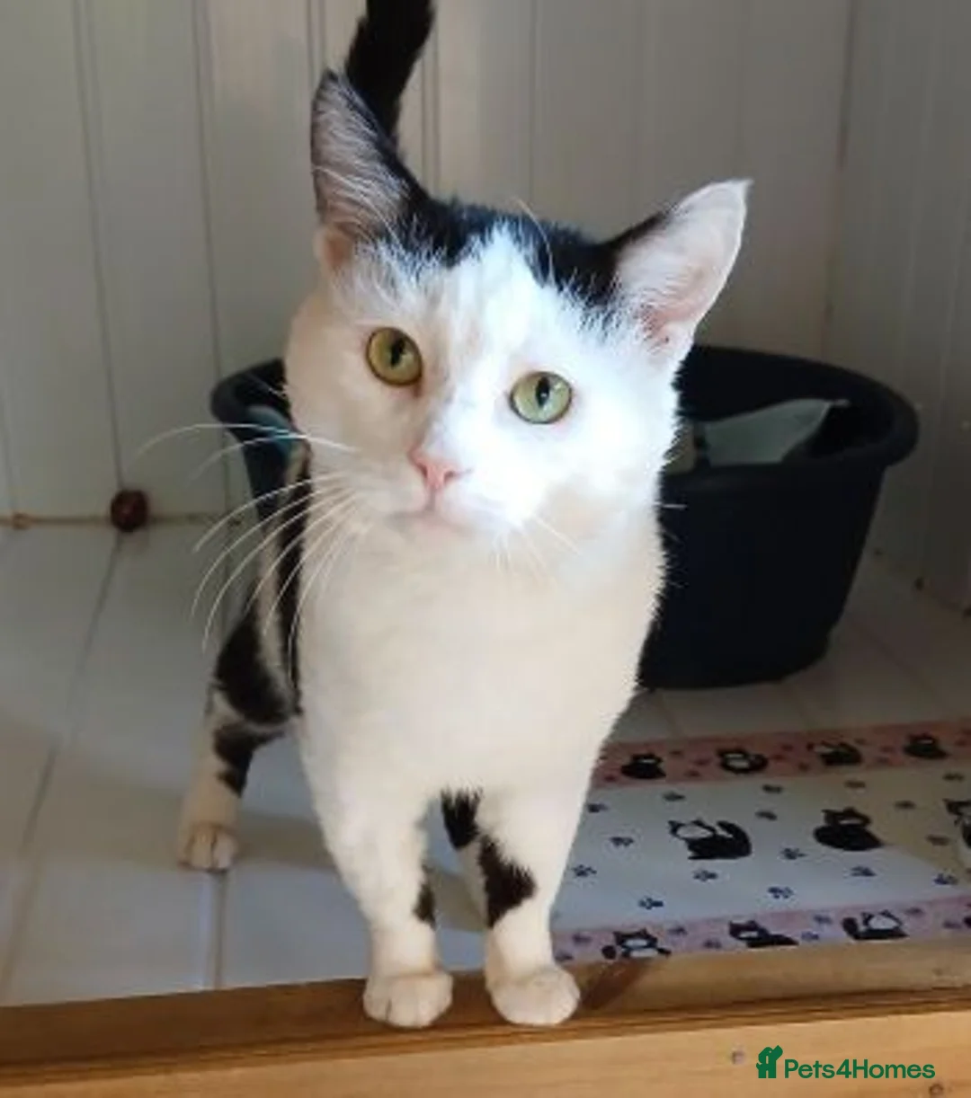 Mixed Breed cats for adoption: BUDDY - Advert 2