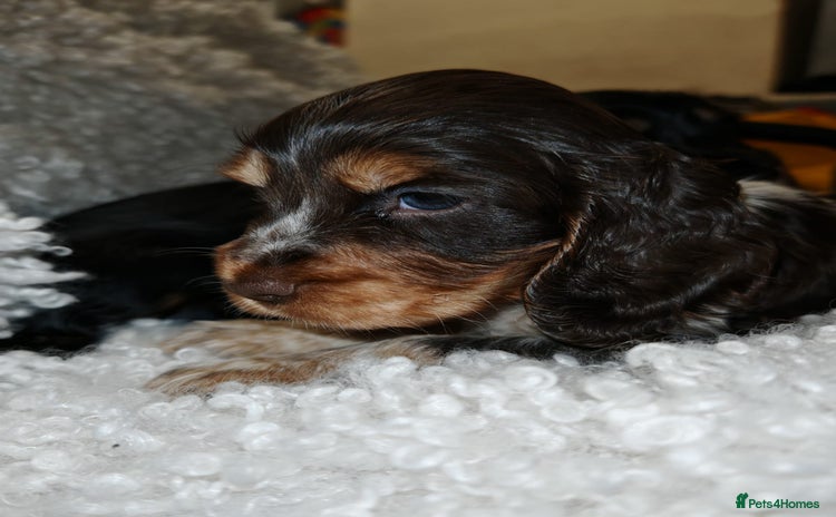 Cocker Spaniel dogs - Advert 2