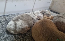 Miniature Dachshund dogs for sale:   Long haired  dachshunds puppies  top quality  - Image 8