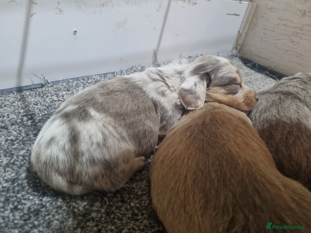 Miniature Dachshund dogs for sale:   Long haired  dachshunds puppies  top quality  - Image 8