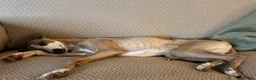 Whippet dogs for sale: gorgeous 6 month old make whippet - Advert 3