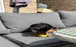 Mixed Breed dogs for sale: 5 year old Dachshund (cross) needs rehoming - Image 5