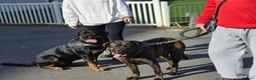 Rottweiler dogs for stud: 3 year old male for stud in exchange for a puppy  in Worcester - Advert 3