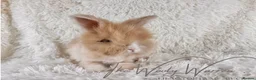 Angora rabbits for sale: FULLY VACCINATED ANGORA BROTHERS  - Advert 18