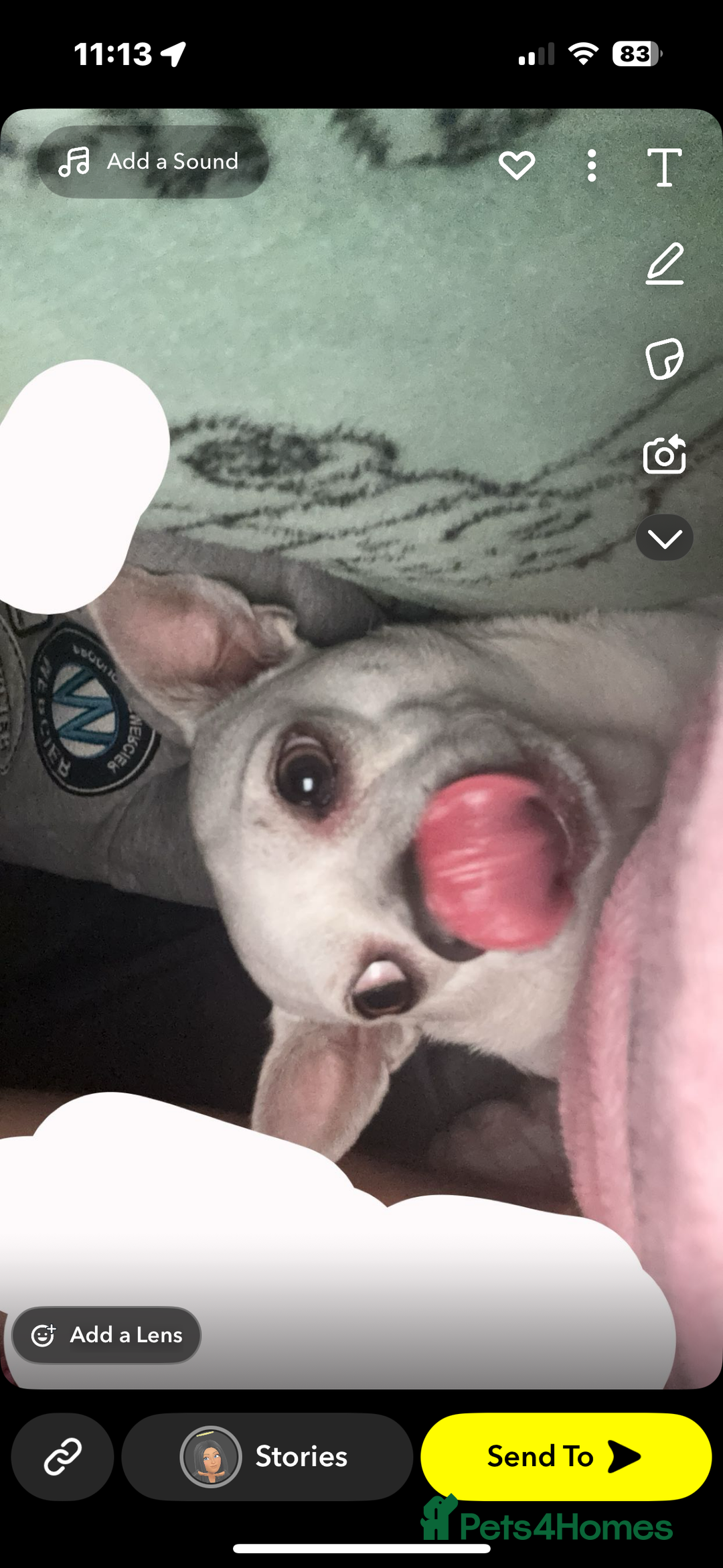 Chihuahua dogs for sale: Frank white male chihuahua  - Image 2