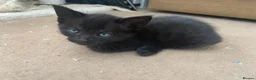 Mixed Breed cats for sale: Gorgeous kittens for sale  - Advert 4