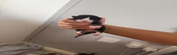 Mixed Breed cats for sale: kittens available - Advert 8