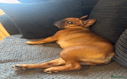 French Bulldog dogs for sale: lupo the french bulldog  - Advert 5