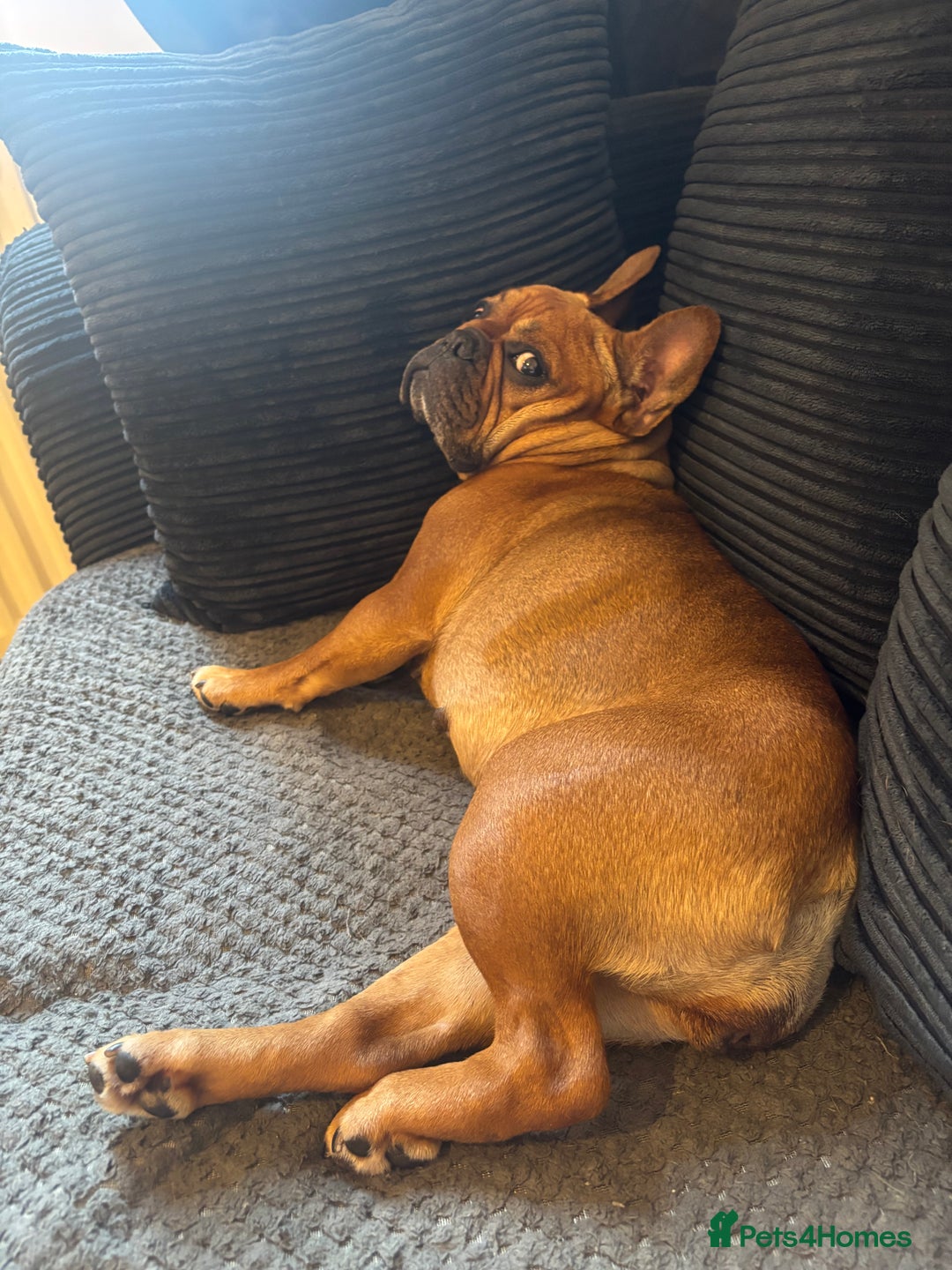 French Bulldog dogs for sale: lupo the french bulldog  - Advert 5