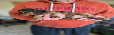 Cockapoo 2