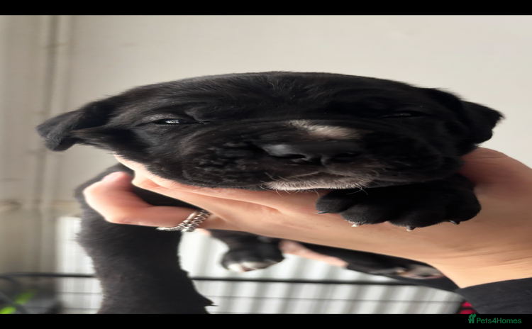 Cane Corso dogs - Advert 5