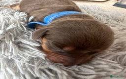Dachshund dogs for sale: Dachshund puppies for sale - Image 5