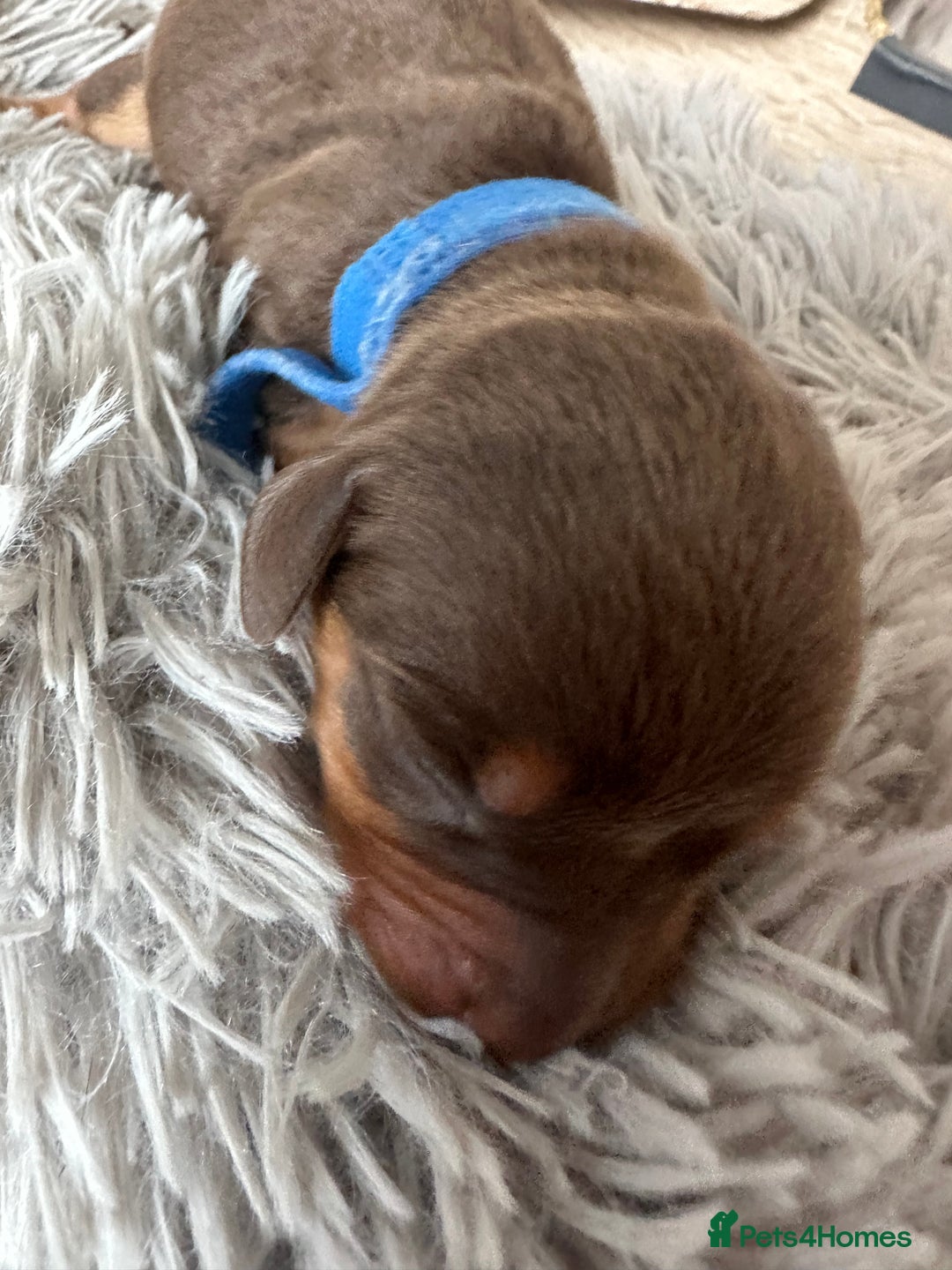 Dachshund dogs for sale: Dachshund puppies for sale - Image 5