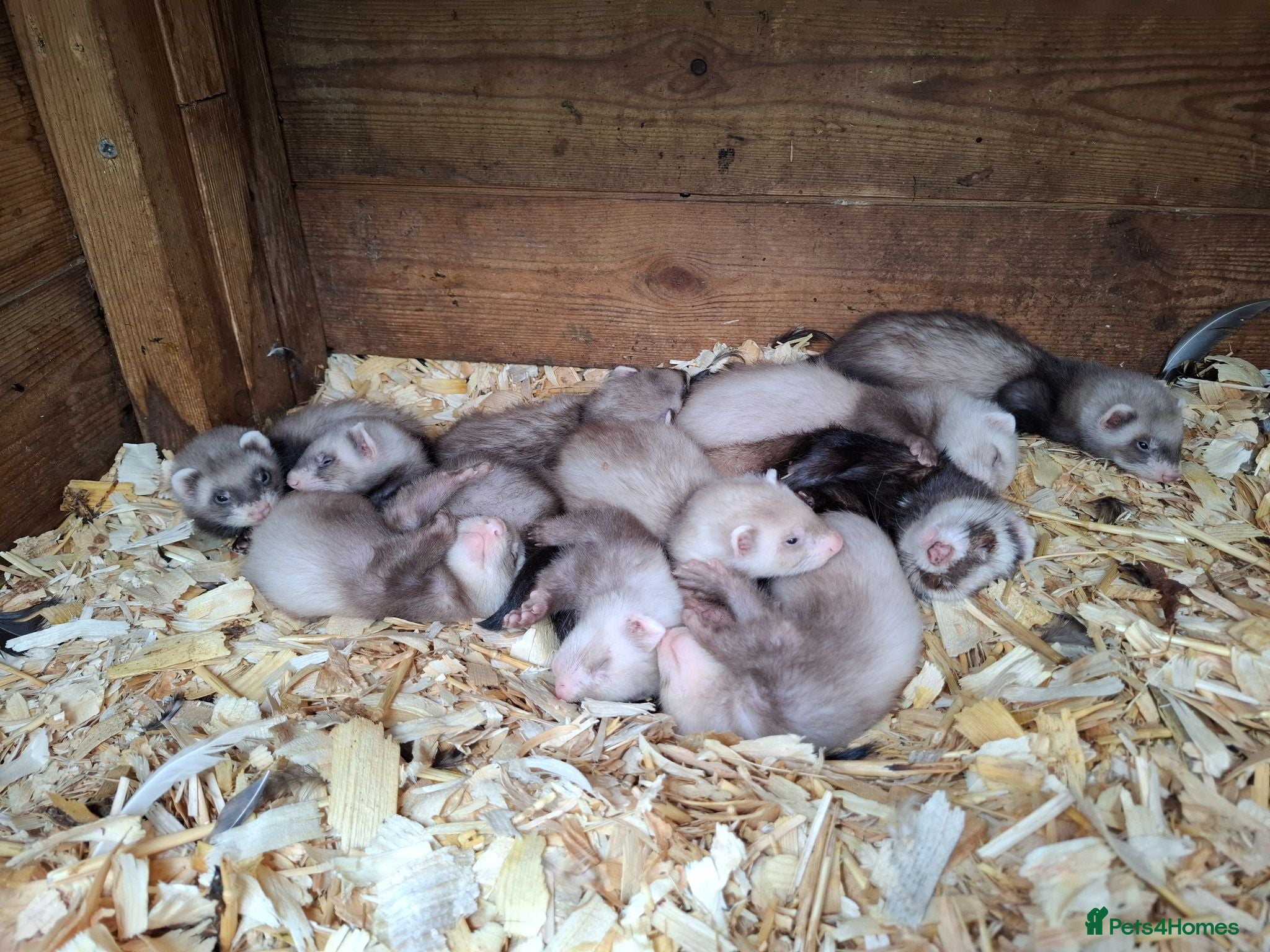 Ferret rodents Ferret kits - Advert 1