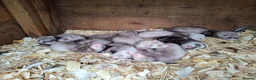 Ferret rodents for sale: Ferret kits in Ludlow - Advert 1