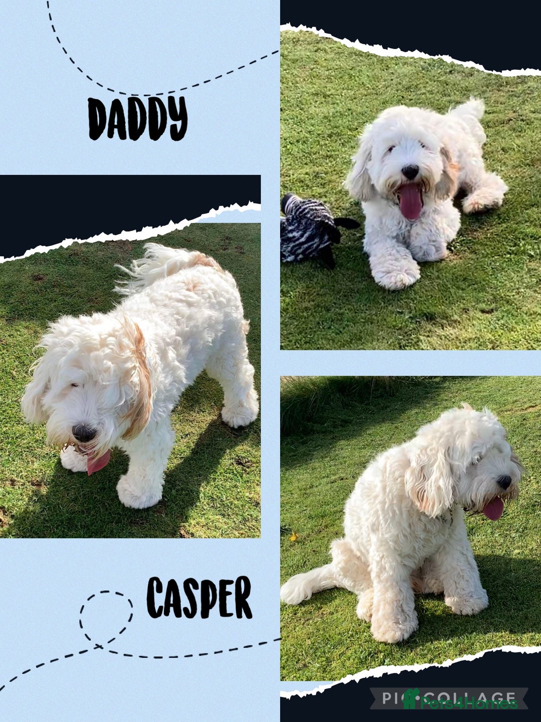 Australian Labradoodle dogs for sale: Perfect Mini Australian Labradoodles 🐾  - Advert 4